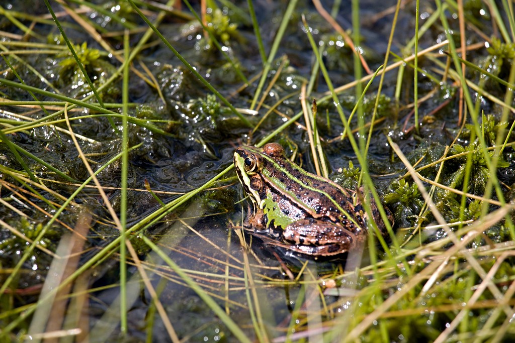 kalmhoutese heide hei hdr natuurgebied natuur landschap natuurpark natuurreservaat wandelen heidegebied bossen vennen